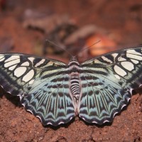 Parthenos sylvia Moore, 1877